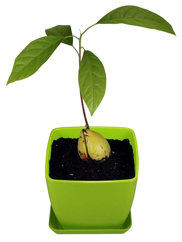 Avocado Growing Kit 5